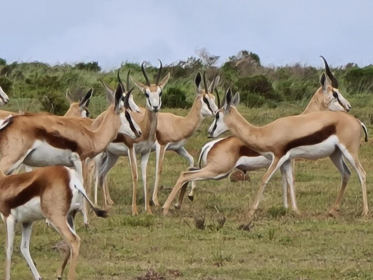 Indalu Game Reserve Boggomsbaai Eksteriør billede