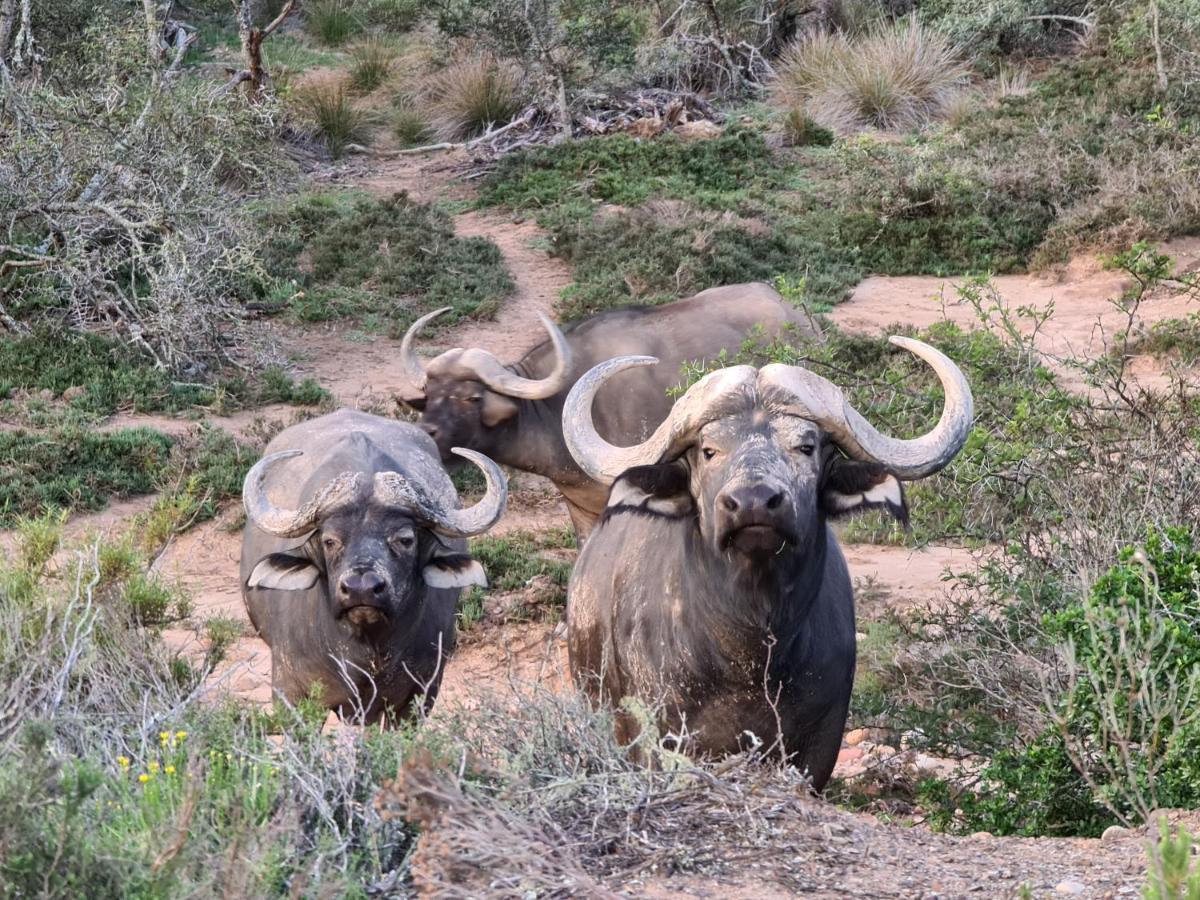 Indalu Game Reserve Boggomsbaai Eksteriør billede