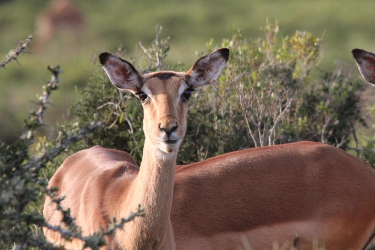 Indalu Game Reserve Boggomsbaai Eksteriør billede