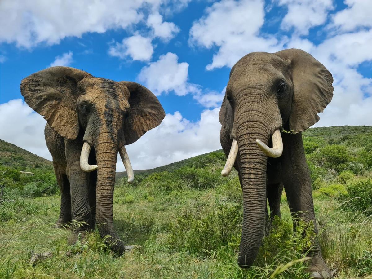 Indalu Game Reserve Boggomsbaai Eksteriør billede