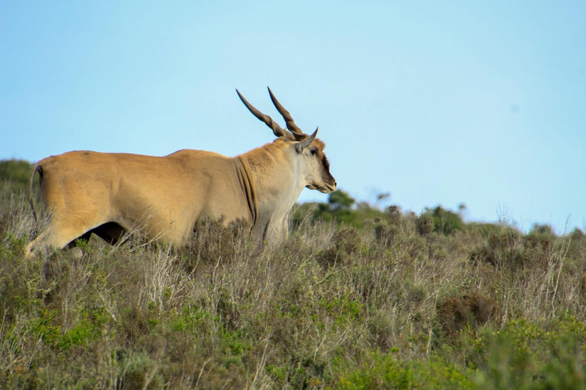 Indalu Game Reserve Boggomsbaai Eksteriør billede