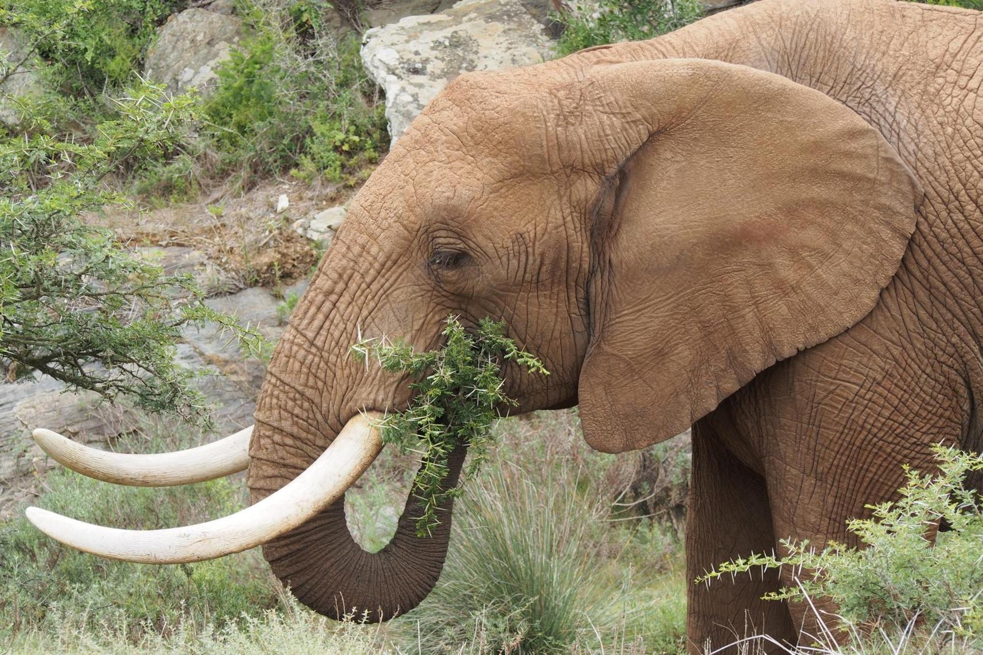 Indalu Game Reserve Boggomsbaai Eksteriør billede