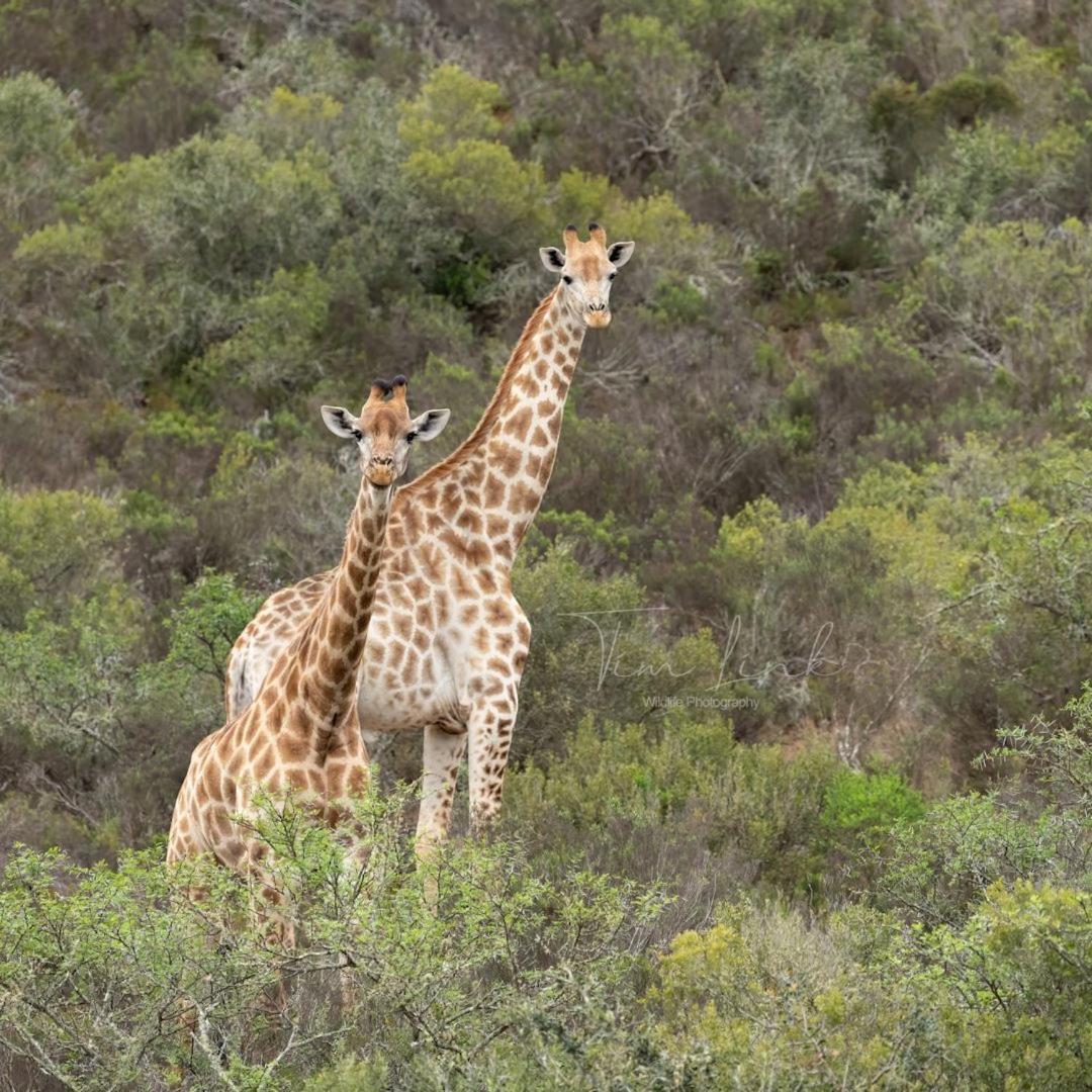 Indalu Game Reserve Boggomsbaai Eksteriør billede