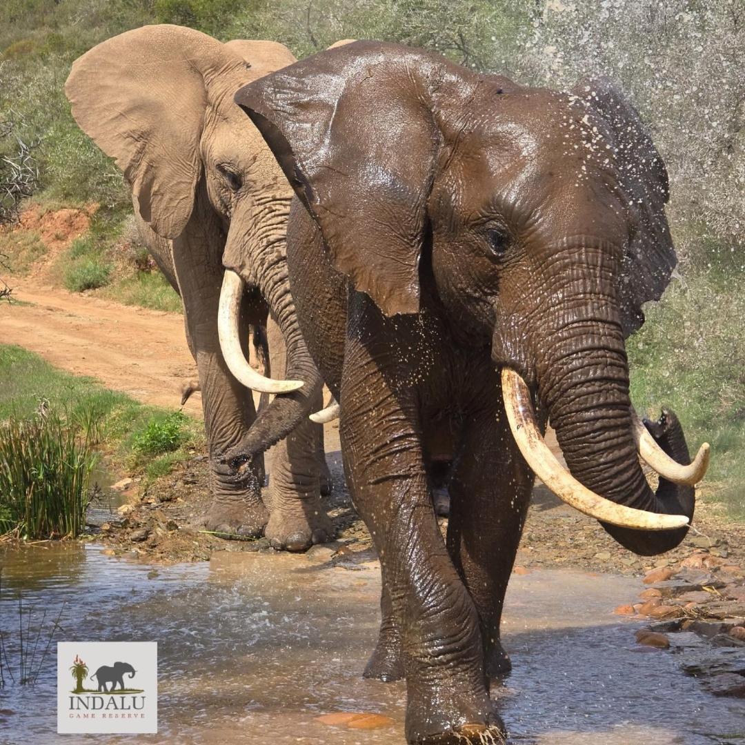 Indalu Game Reserve Boggomsbaai Eksteriør billede